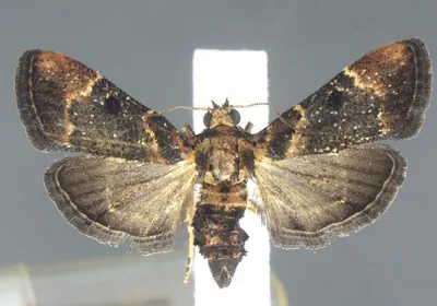 large brown moth